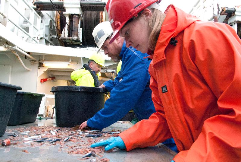 Jørgen Berge og Svetlana Pekkoeva sorterer fangsten fra trålen. Foto/ video/ redigering: Karine Nigar Aarskog